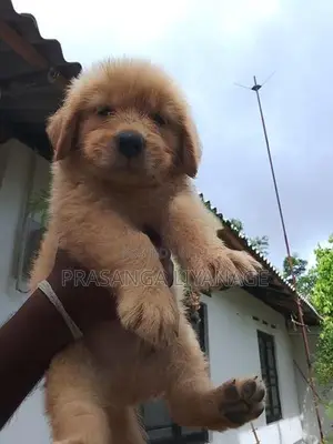 Golden Retriver Puppies