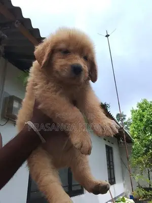 Golden Retriver Puppies