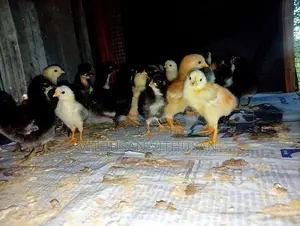 ஊர்க்கோழி குஞ்சுகள்