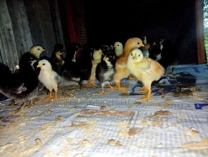 ஊர்க்கோழி குஞ்சுகள்