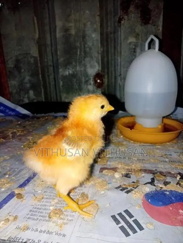 ஊர்க்கோழி குஞ்சுகள்