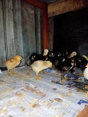 ஊர்க்கோழி குஞ்சுகள்
