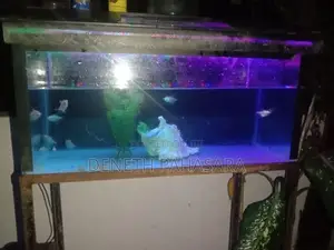 Tetra Fish