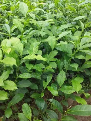 තේ පැල