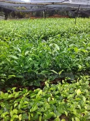 තේ පැල