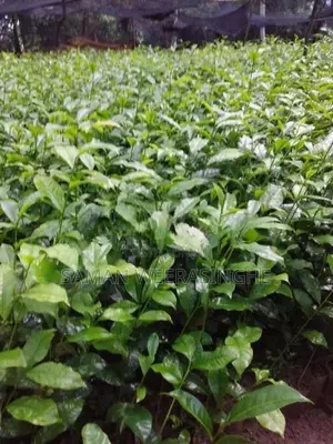 තේ පැල