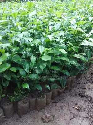 තේ පැල