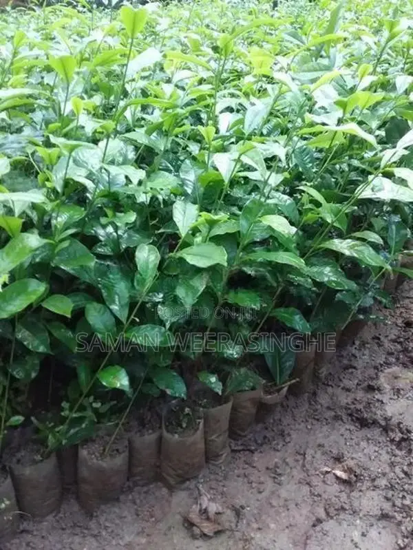 තේ පැල