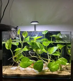 Planted Aquarium Tank