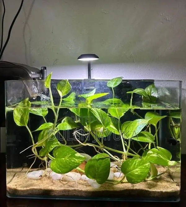 Planted Aquarium Tank