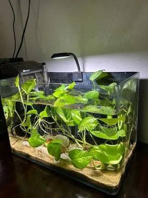 Planted Aquarium Tank