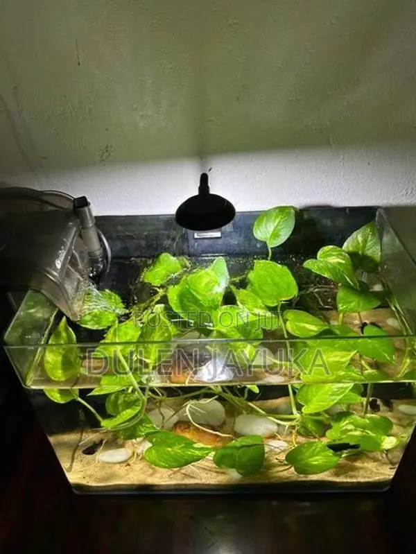 Planted Aquarium Tank