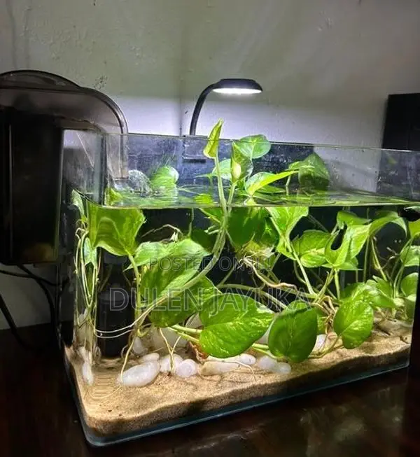 Planted Aquarium Tank