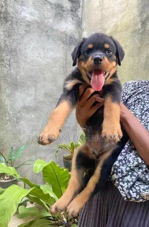 Rottweiler Puppy