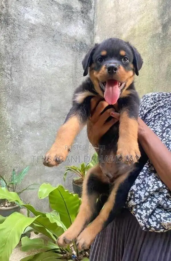 Rottweiler Puppy
