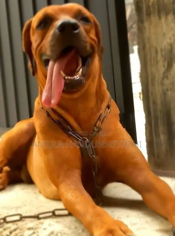 Rhodesian Ridgeback Dog