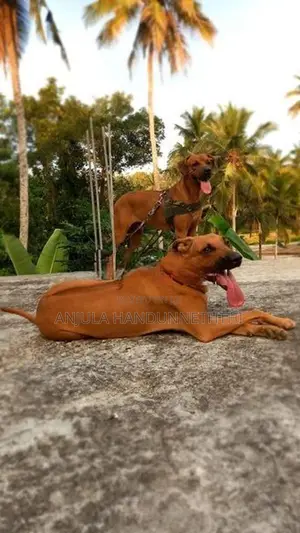 Rhodesian Ridgeback Dog