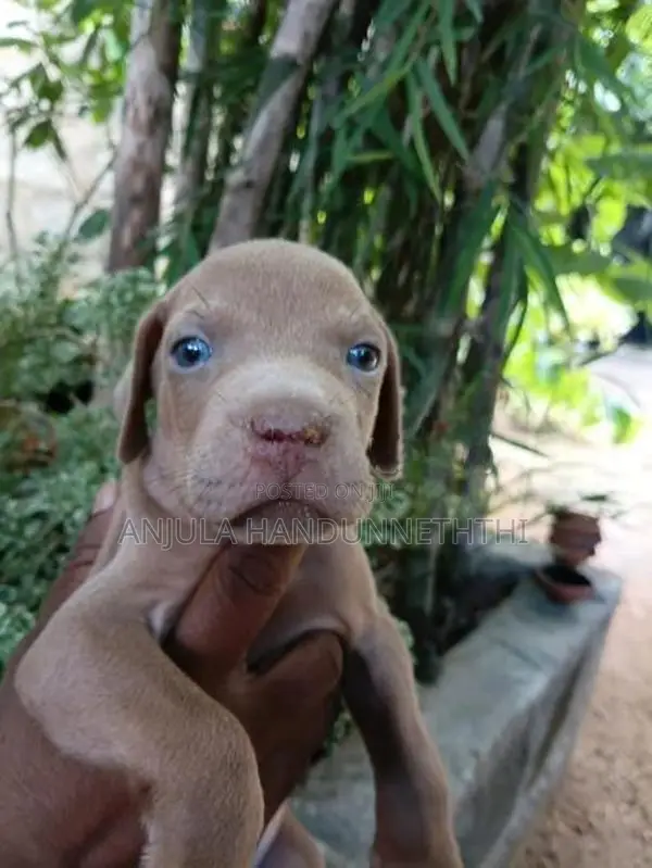 Rhodesian Ridgeback Dog