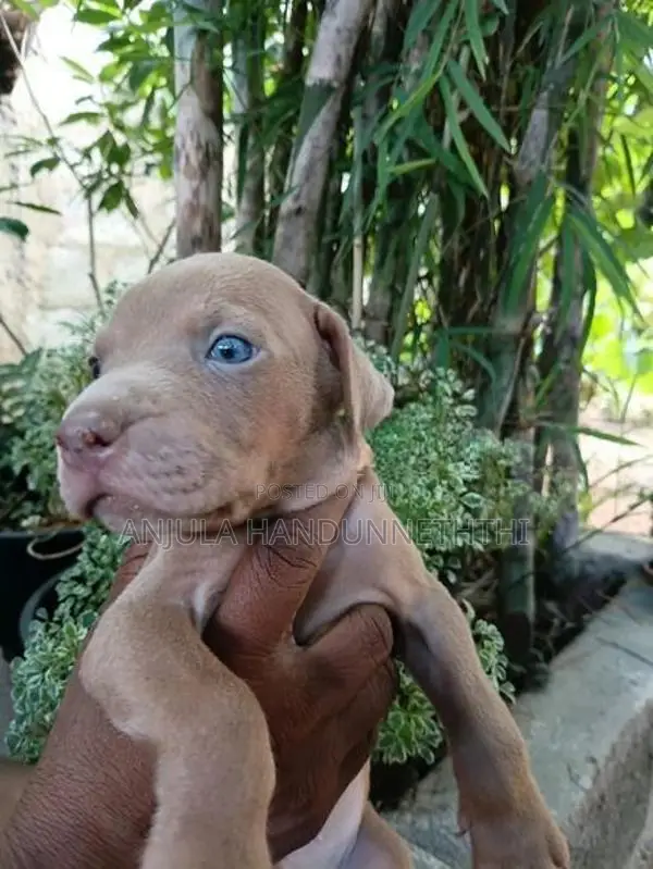 Rhodesian Ridgeback Dog