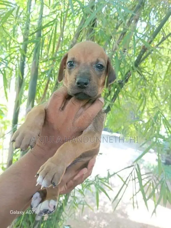 Rhodesian Ridgeback Dog