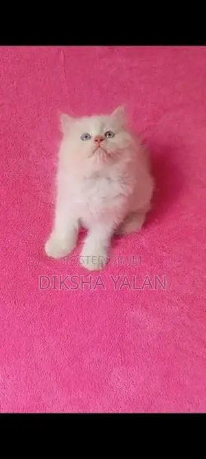 Persian Kittens