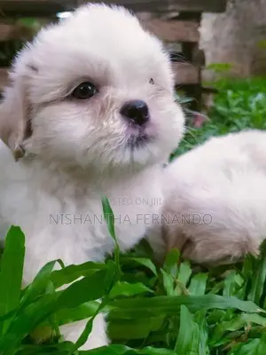 Shih Tzu Puppies
