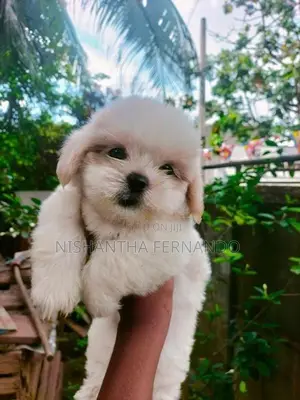 Shih Tzu Puppies