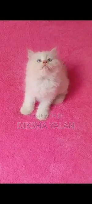 Persian Kittens