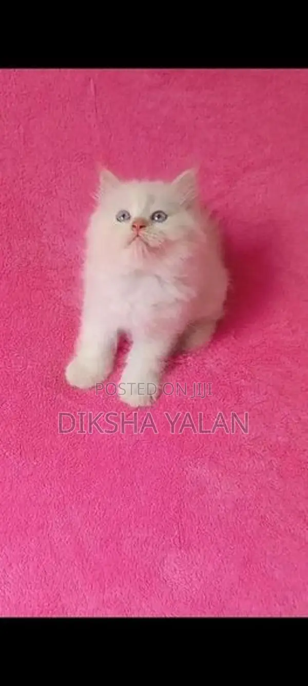 Persian Kittens