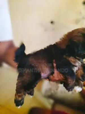 Shih Tzu Puppies