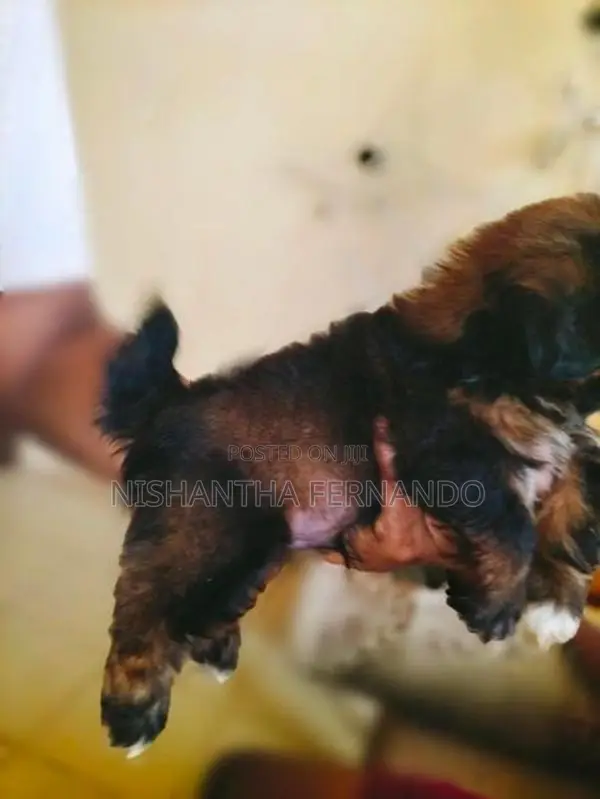 Shih Tzu Puppies