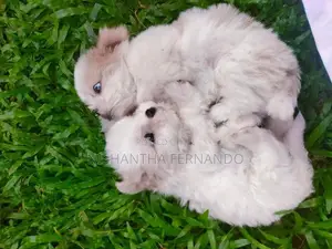 Shih Tzu Puppies