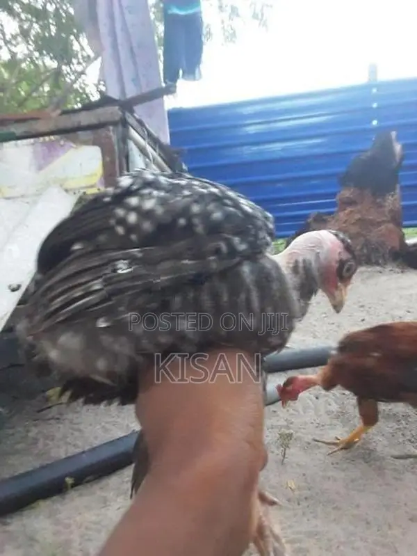 Hens