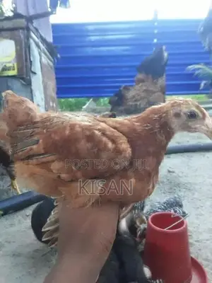 Hens