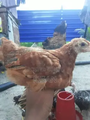 Hens