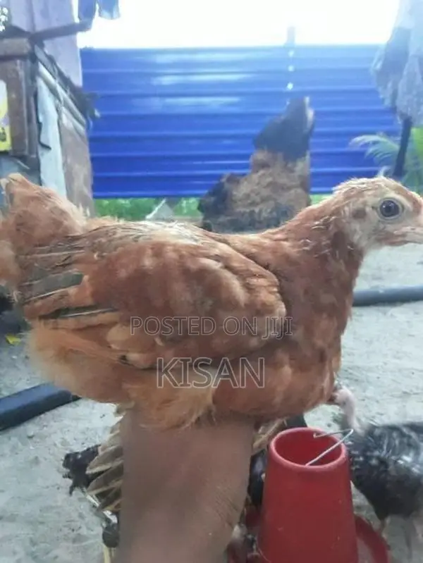 Hens