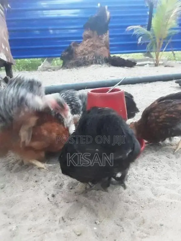 Hens