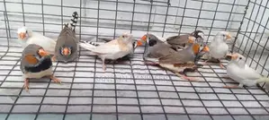 Finches Birds