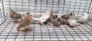 Finches Birds