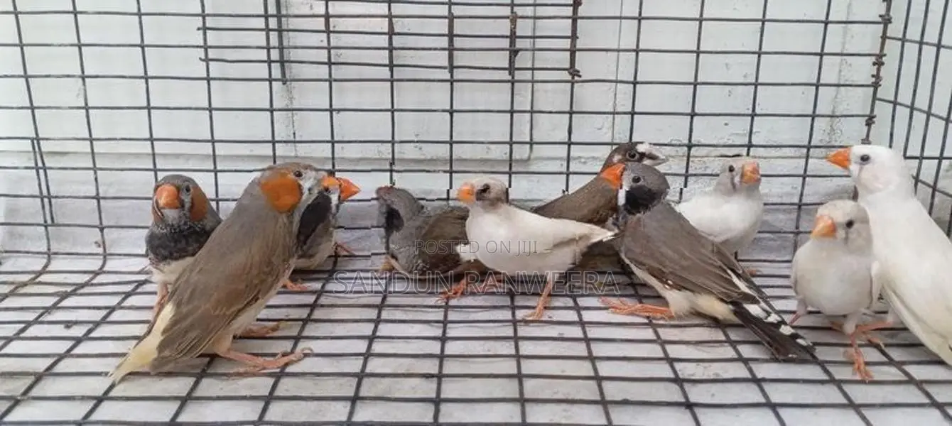 Finches Birds