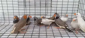 Finches Birds