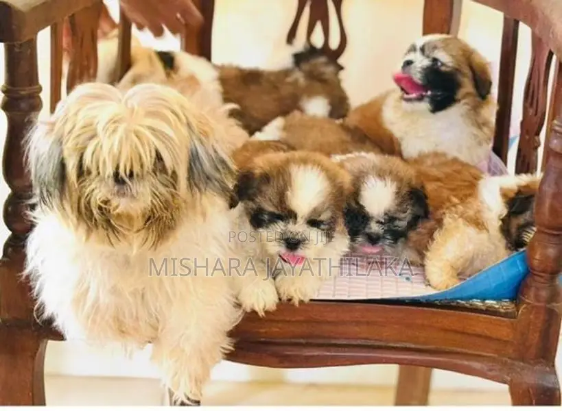 Shihtzu Puppies