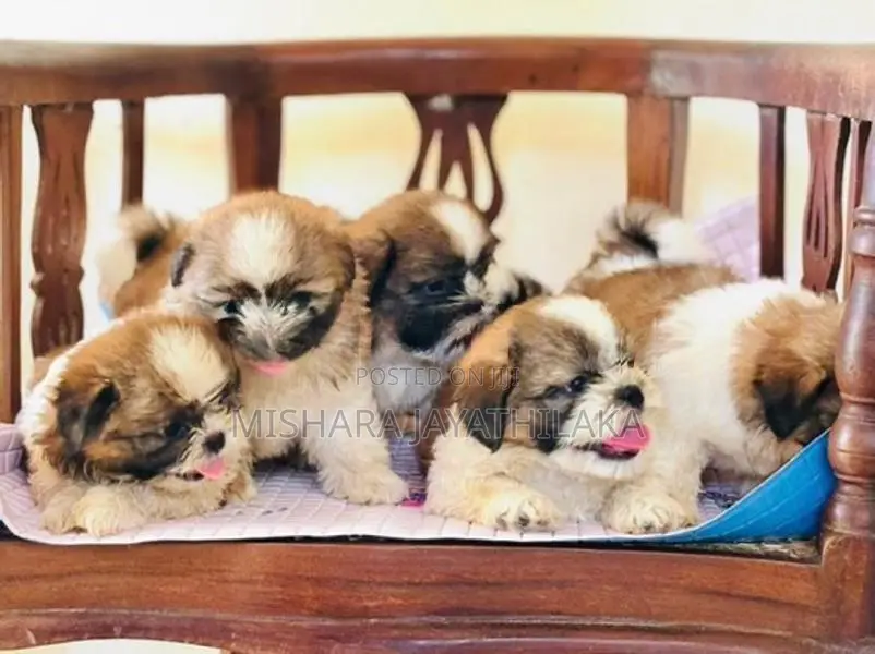 Shihtzu Puppies