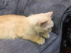 Ginger Cats