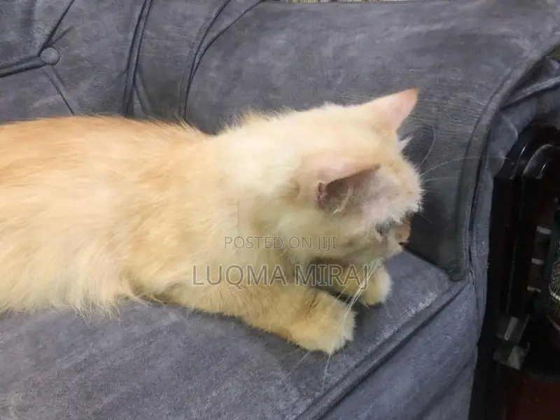 Ginger Cats
