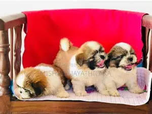 Shihtzu Puppies