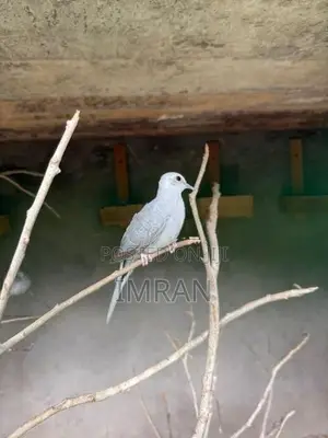 Diamond Dove