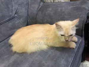 Ginger Cats