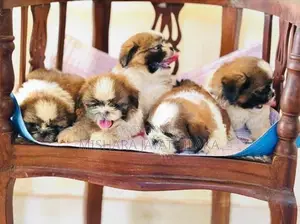 Shihtzu Puppies