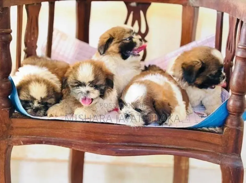 Shihtzu Puppies